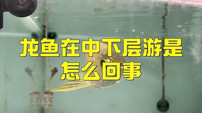 龍魚老是上下來回游動