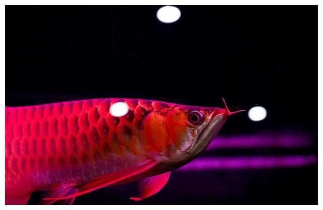 龍魚翻腮手術風險大嗎？