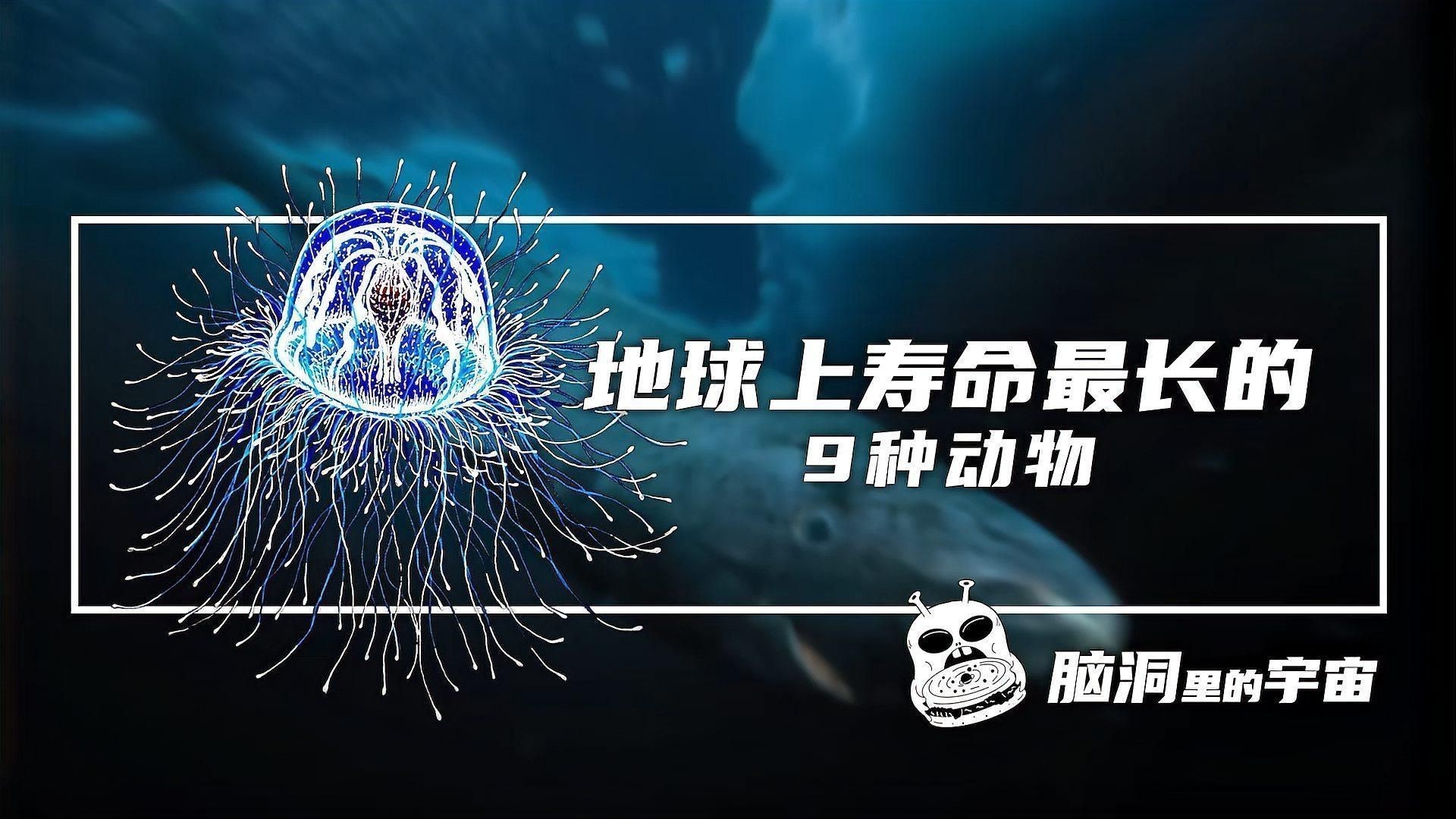 錦鯉壽命一覽表