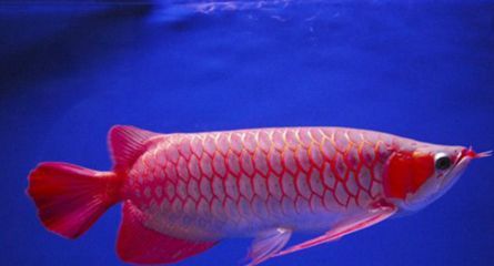 購買紅龍魚（紅龍魚價(jià)格教你如何選購紅龍魚360問答）