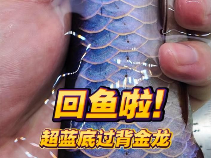 有沒有高清的金龍魚視頻？ 有沒有高清的金龍魚視頻？ 龍魚百科 第2張