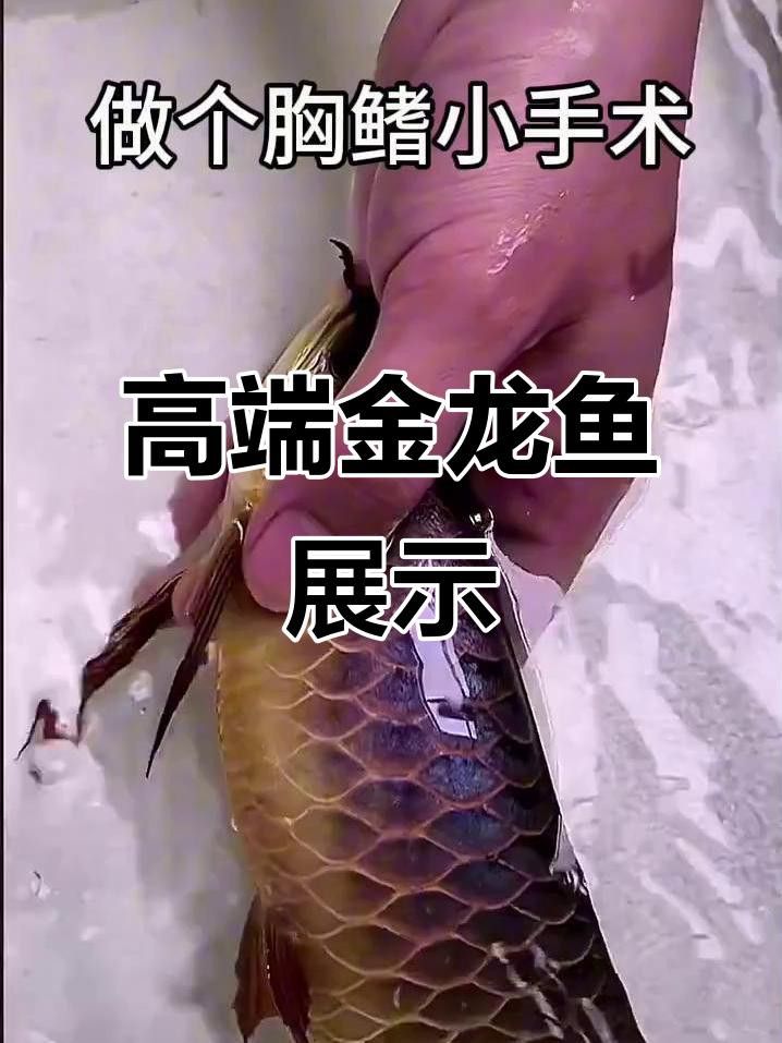 有沒有高清的金龍魚視頻？ 有沒有高清的金龍魚視頻？ 龍魚百科 第4張