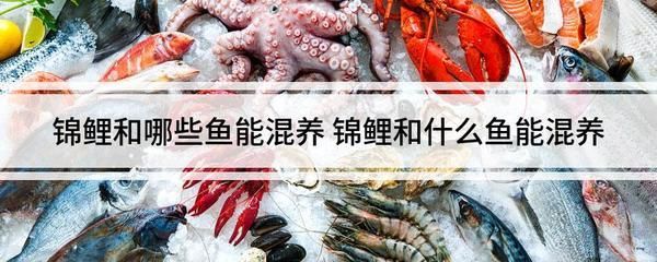 地圖魚龍魚可以喂豬肉嗎：地圖魚和龍魚可以喂豬肉嗎