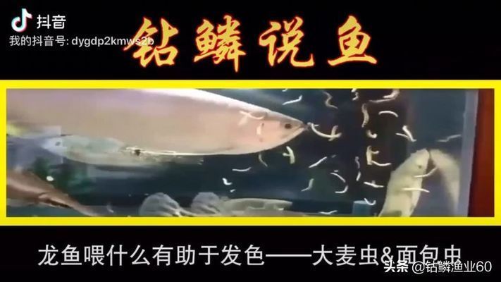 龍魚發色吃什么最好呢視頻播放：紅龍魚發色周期及管理技巧龍魚發色周期及管理技巧