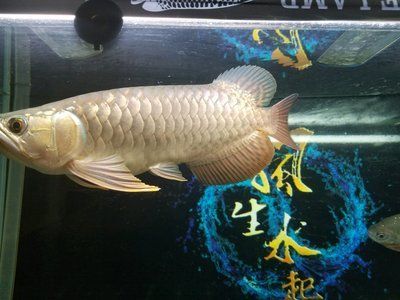 龍魚之巔手機(jī)版官網(wǎng)：龍魚之巔手機(jī)版官網(wǎng)（龍巔魚鄰）應(yīng)用具備以下特點(diǎn) 龍魚之巔手機(jī)版官網(wǎng)：龍魚之巔手機(jī)版官網(wǎng)（龍巔魚鄰）應(yīng)用具備以下特點(diǎn) 龍魚百科 第4張