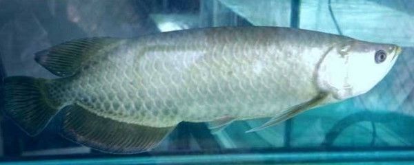 銀龍魚一個月不吃拉的白顏色正常嗎（銀龍魚一個月不吃食且排泄物為白色是怎么回事？）