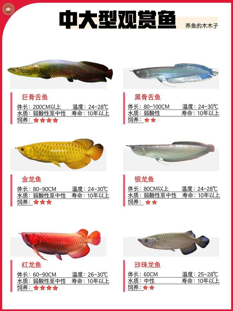 如何選擇適合混養的龍魚？