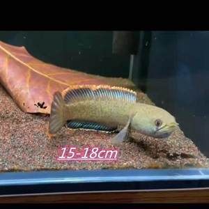 奶茶雷龍是冷水魚嗎還是熱水：奶茶雷龍是冷水魚還是熱帶魚？