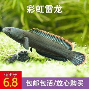 奶茶雷龍是冷水魚嗎還是熱水：奶茶雷龍是冷水魚還是熱帶魚？