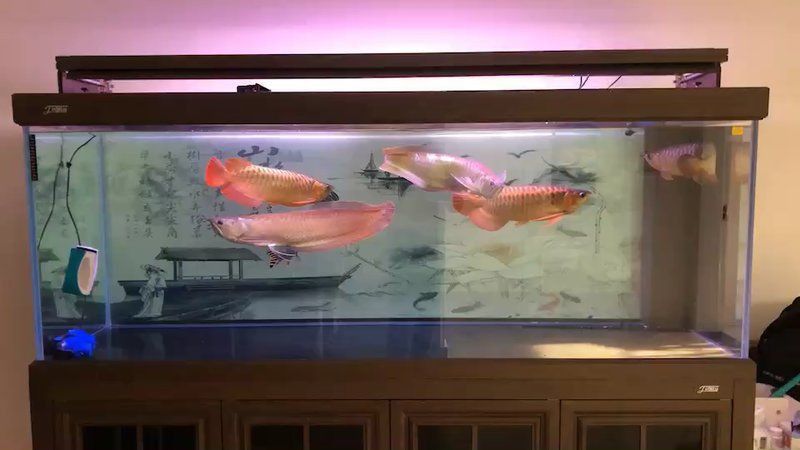 紅龍魚混養的最佳數量是多少