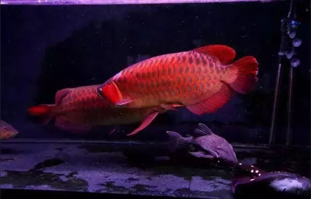 紅龍魚混養的最佳數量是多少