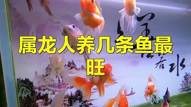 屬龍的人養魚數量有講究嗎？ 屬龍的人養魚數量有講究嗎？ 龍魚百科 第3張