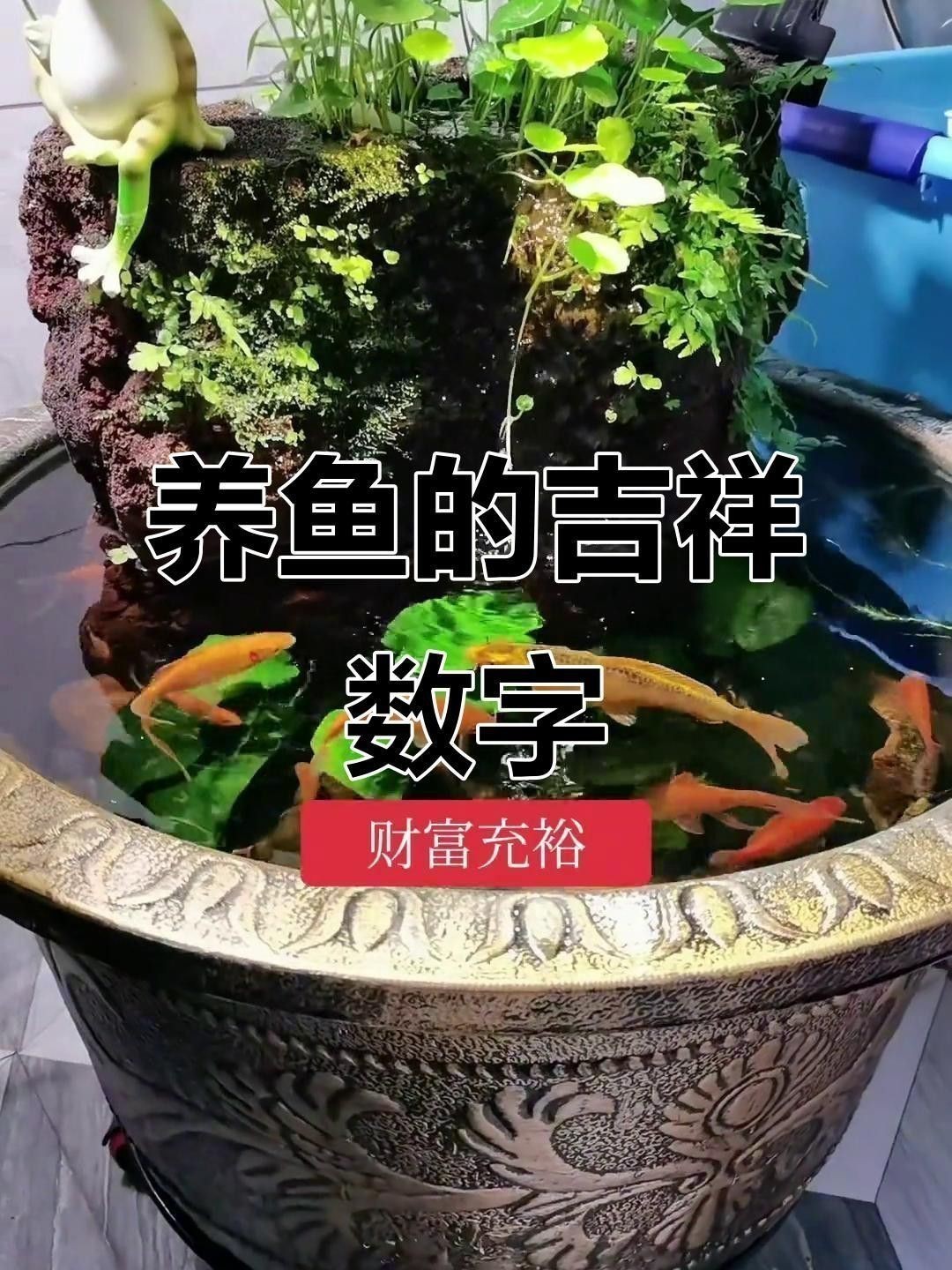 屬龍的人養魚數量有講究嗎？ 屬龍的人養魚數量有講究嗎？ 龍魚百科 第9張