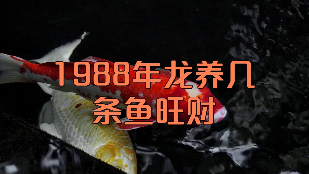屬龍的人養魚數量有講究嗎？ 屬龍的人養魚數量有講究嗎？ 龍魚百科 第11張