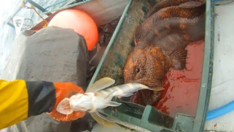 龍魚吃進去又吐出來怎么辦：龍魚吃進去又吐出來怎么辦龍魚吃進去又吐出來怎么辦