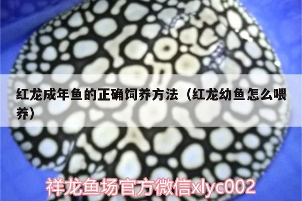 20公分紅龍魚苗怎樣養：養殖紅龍魚苗需要注意什么，紅龍魚苗光照需求解析