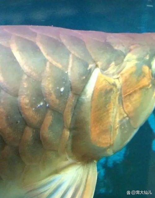 龍魚內外寄同時治療會有哪些風險？