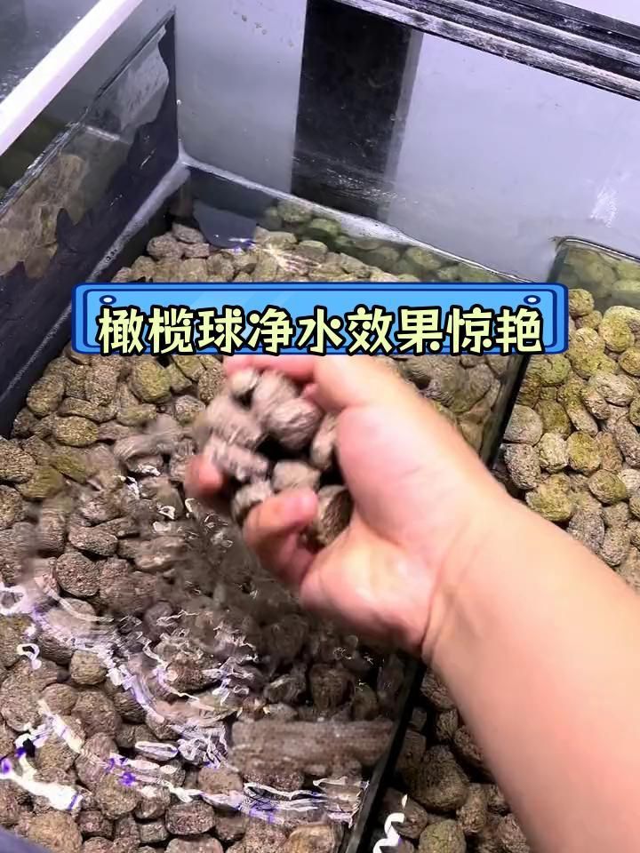 馬印橄欖球濾材優缺點