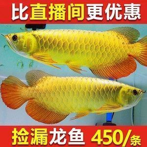 世界上最貴的血紅龍魚(yú)品種：世界上最貴的血紅龍魚(yú)品種是什么？ 世界上最貴的血紅龍魚(yú)品種：世界上最貴的血紅龍魚(yú)品種是什么？ 龍魚(yú)百科 第5張