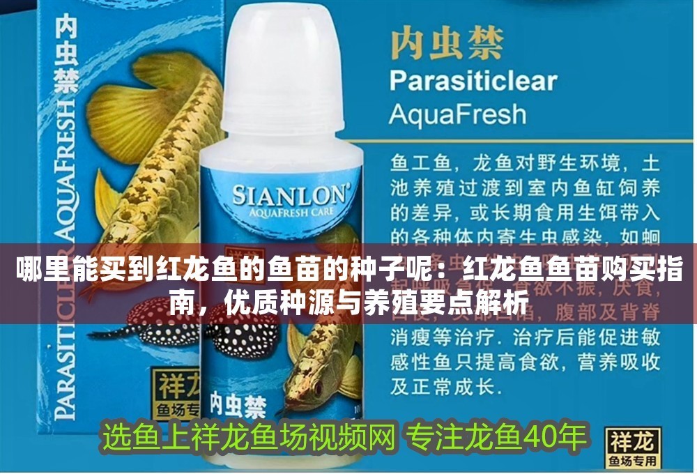 哪里能買到紅龍魚的魚苗的種子呢：紅龍魚魚苗購買指南，優質種源與養殖要點解析