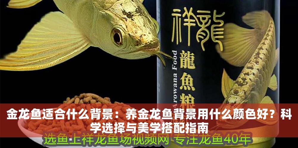 金龍魚適合什么背景：養金龍魚背景用什么顏色好？科學選擇與美學搭配指南
