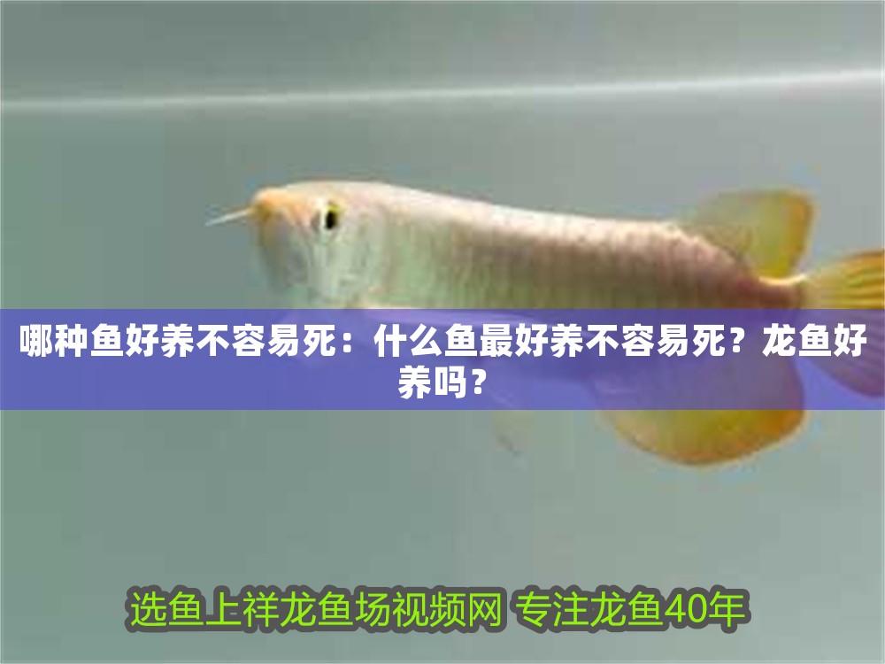 哪種魚好養不容易死：什么魚最好養不容易死？龍魚好養嗎？
