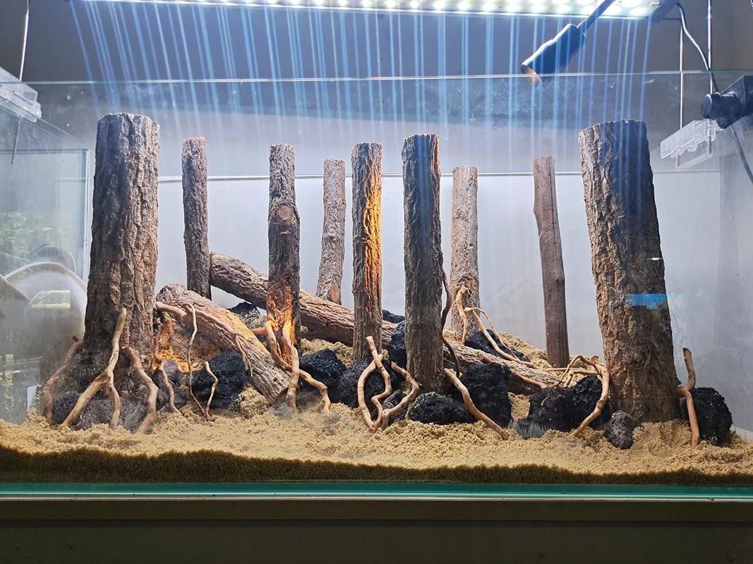 紅龍魚缸造景圖片欣賞大全