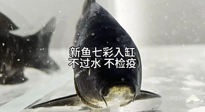 龍魚適應新水質需要多久？