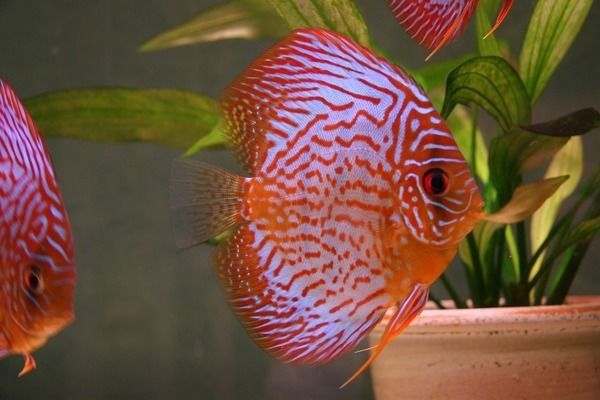 龍魚怎么配對最好的魚：龍魚與天使魚混養的色彩搭配