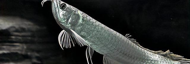 銀龍魚魚苗怎么養殖好