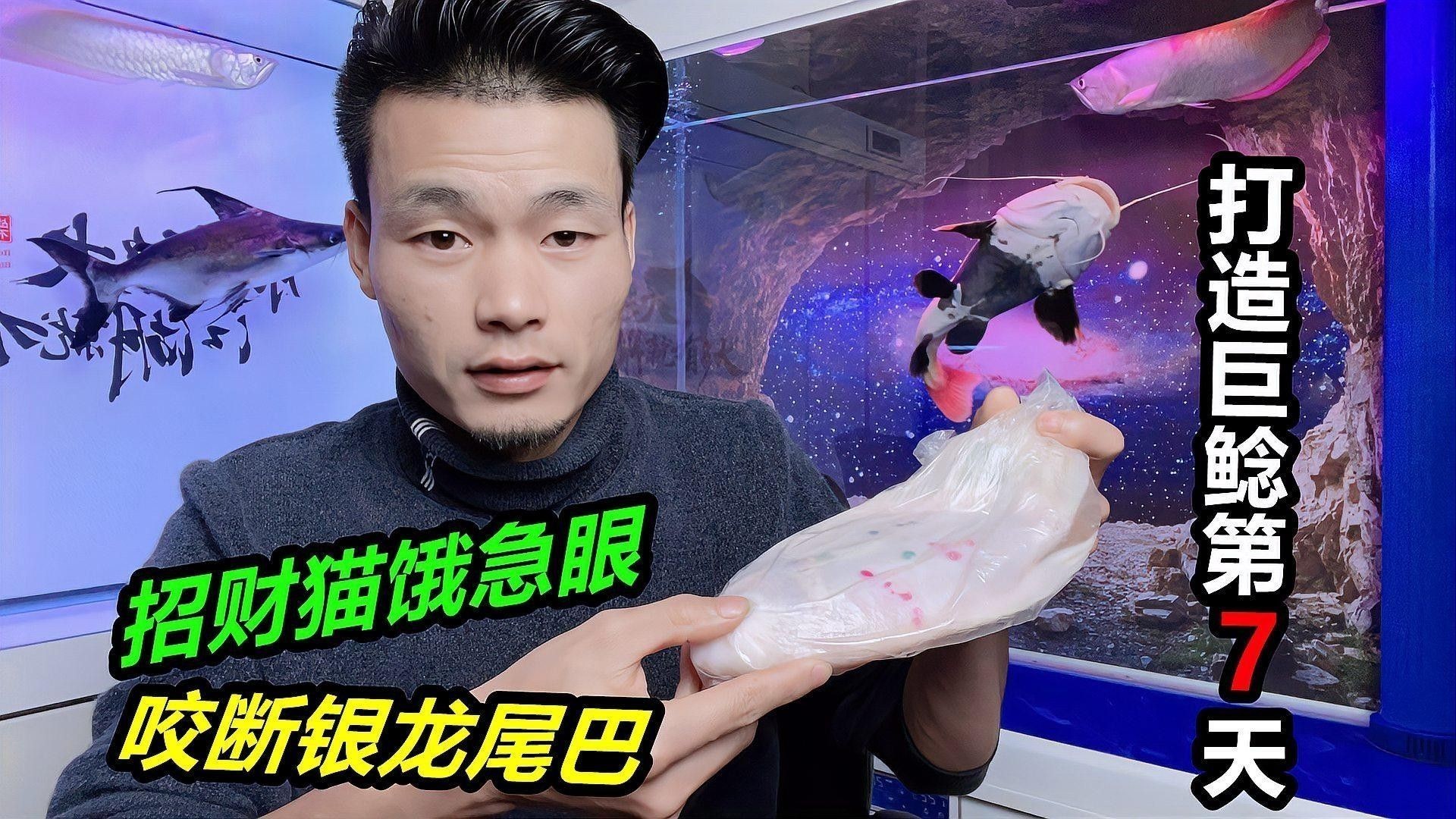銀龍魚魚苗怎么養殖好