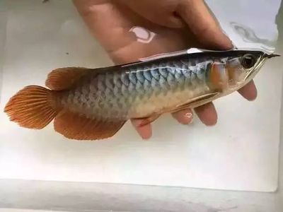 龍魚幼魚吃撐了多久能恢復(fù)正常顏色：龍魚幼魚吃撐了多久能恢復(fù)正常顏色恢復(fù)正常顏色