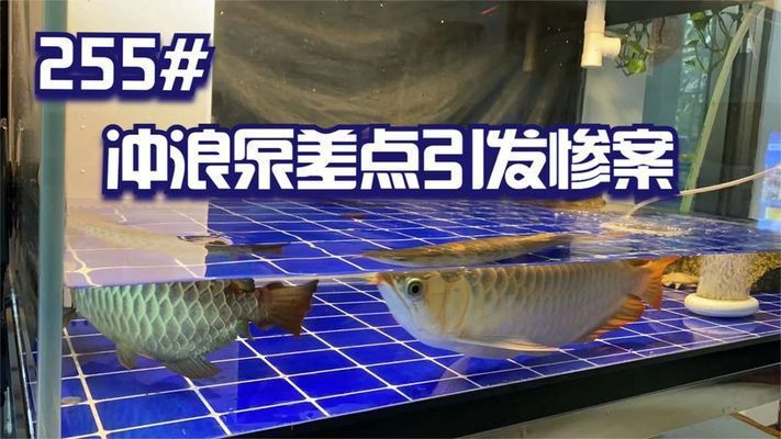 龍魚咬人會中毒嗎視頻：龍魚咬人會中毒嗎