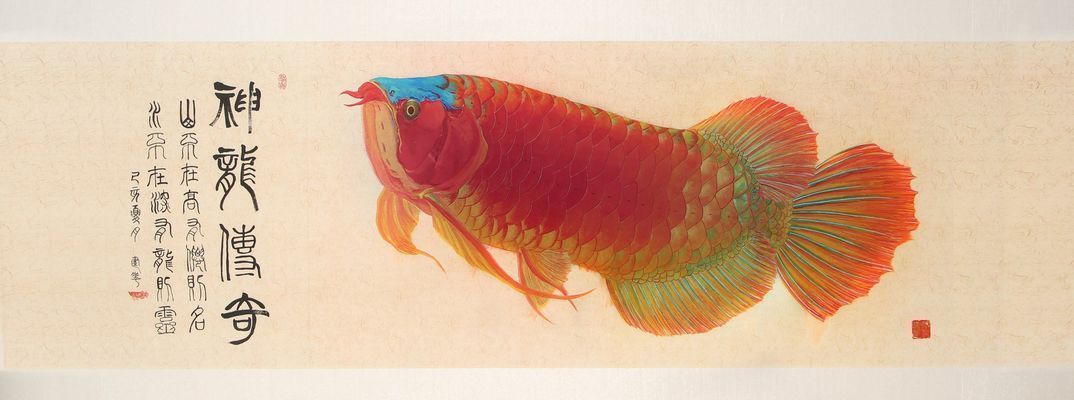 龍魚水彩畫：水彩畫基礎技法入門,龍魚形態特征解析