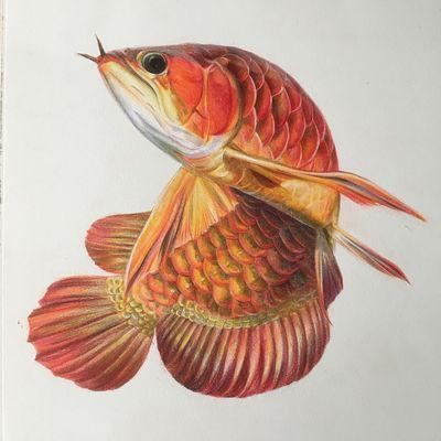 龍魚水彩畫：水彩畫基礎技法入門,龍魚形態特征解析