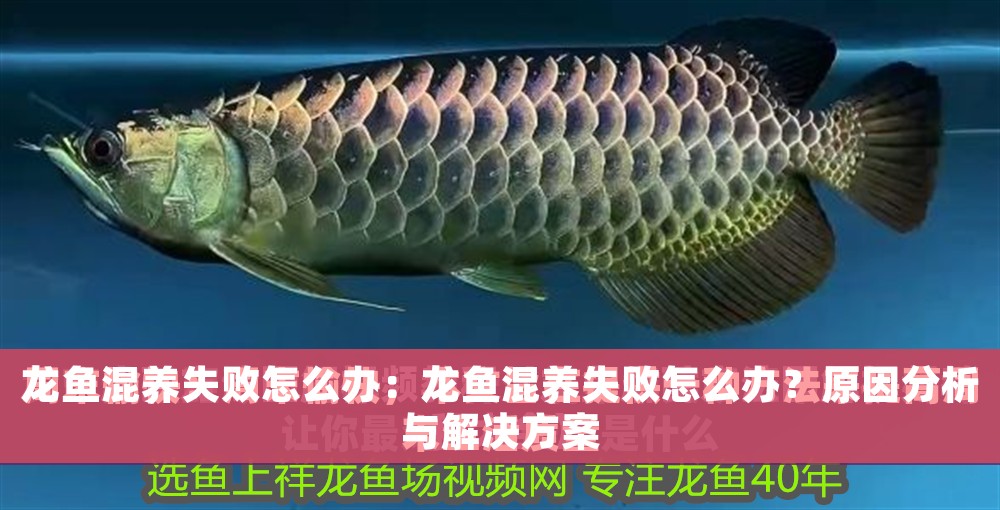 龍魚混養失敗怎么辦：龍魚混養失敗怎么辦？原因分析與解決方案