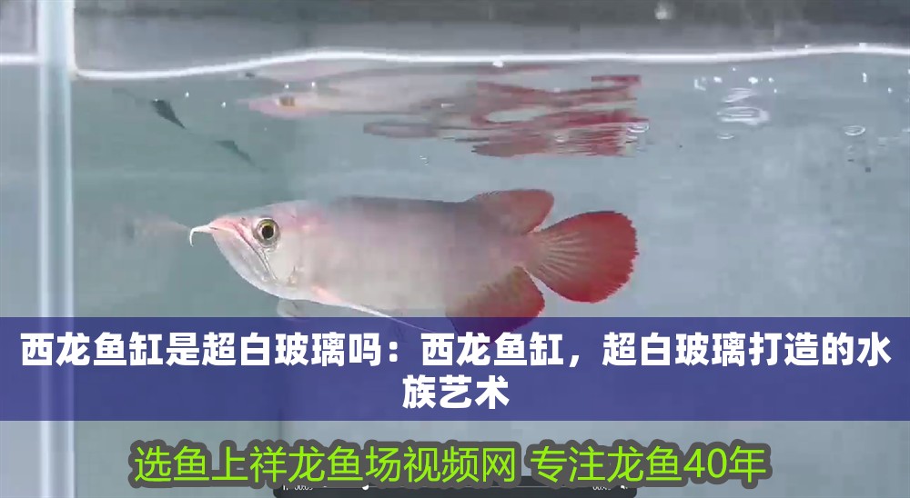 西龍魚缸是超白玻璃嗎：西龍魚缸，超白玻璃打造的水族藝術