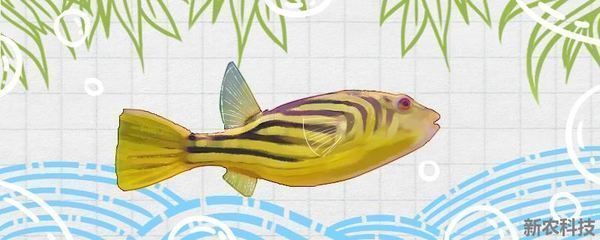 西龍魚缸是超白玻璃嗎:西龍魚缸,超白玻璃打造的水族藝術 龍魚百科 第2張 西龍魚缸是超白玻璃嗎:西龍魚缸,超白玻璃打造的水族藝術 西龍魚缸是超白玻璃嗎:西龍魚缸,超白玻璃打造的水族藝術 龍魚百科 第2張