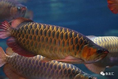 龍魚出售的廣告語怎么寫：龍魚出售廣告語