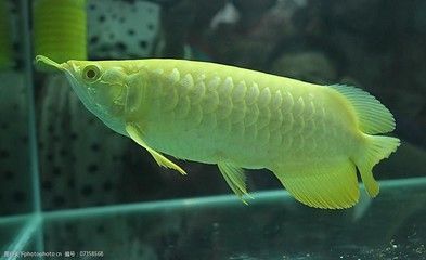 金龍魚照片大全大圖，金龍魚圖片大全