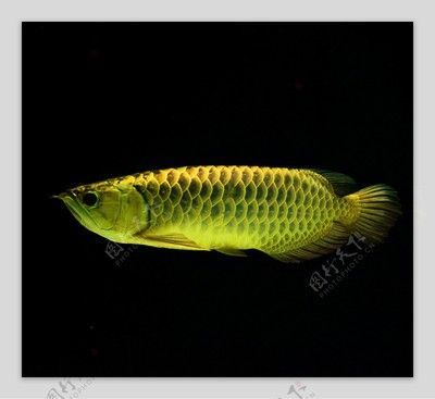 金龍魚照片大全大圖，金龍魚圖片大全