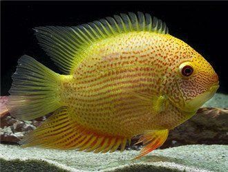 金菠蘿魚能長多大 金菠蘿魚能長多大 龍魚百科 第5張