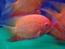 金菠蘿魚能長多大 金菠蘿魚能長多大 龍魚百科 第6張