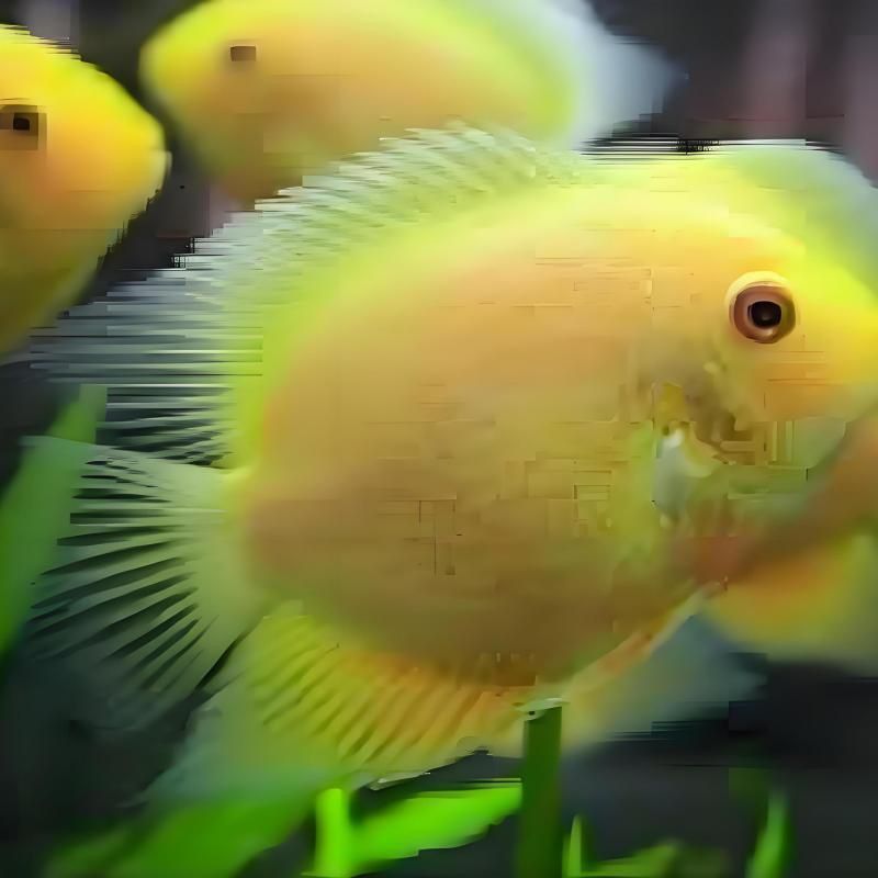 金菠蘿魚能長多大 金菠蘿魚能長多大 龍魚百科 第7張
