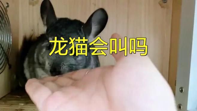 龍貓如何通過聲音語調(diào)識別情緒？