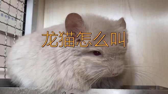 龍貓如何通過聲音語調(diào)識別情緒？