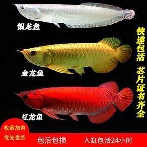 超血紅龍魚多少錢（超血紅龍魚價格） 超血紅龍魚多少錢（超血紅龍魚價格） 龍魚百科 第2張