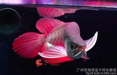超血紅龍魚多少錢（超血紅龍魚價格） 超血紅龍魚多少錢（超血紅龍魚價格） 龍魚百科 第3張
