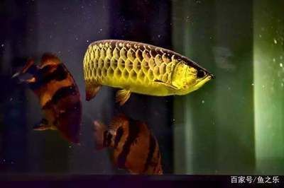 50公分的寶石龍魚能長多大（寶石龍魚可以長多大龍魚能長多大龍魚能長多大）
