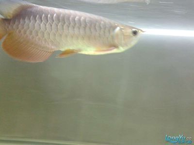 50公分的寶石龍魚能長多大（寶石龍魚可以長多大龍魚能長多大龍魚能長多大）